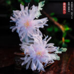Ancient Hanfu Sweet Small Fresh Gradient Flower Hairpin - Image 2