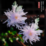 Ancient Hanfu Sweet Small Fresh Gradient Flower Hairpin - Image 5